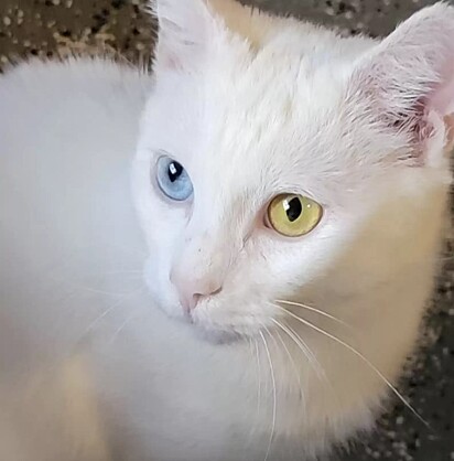 O gato tem heterocromia, um olho de cada cor.
