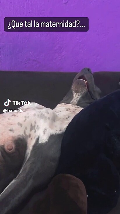 A pitbull cansada da maternidade dormindo de boca aberta no sofá.