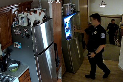 Tutor chama autoridades após gata abrir porta do freezer