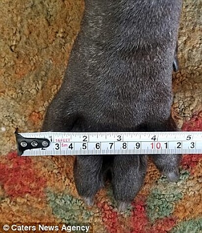 A pet foi considerada um dos maiores filhotes do mundo. Cachorro da raça American Molossus.