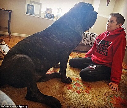 O filhote é gigante. Cachorro da raça American Molossus.