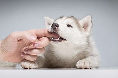 Cachorro filhote mordendo o dedo de uma pessoa.