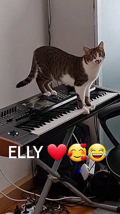 A gata tocando o teclado e criando uma música de filme de suspense sem querer.