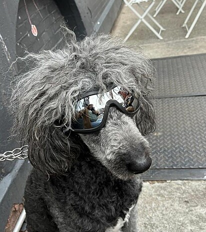 O óculos tornou o cachorro uma espécie de estrela do rock do Brooklyn. 