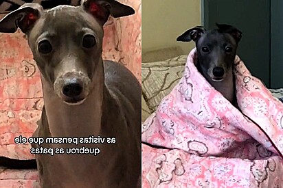 Cão da raça galgo cheio de manias é exposto por dono na internet.