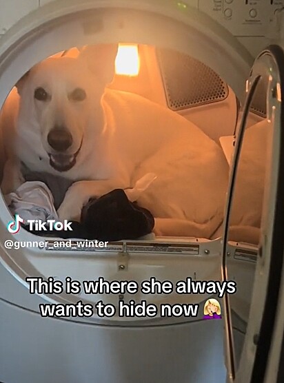 A cachorrinha quando está com medo se esconde dentro da máquina de secar.