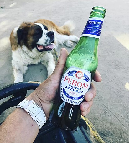 A cachorra adora visitar bares junto com o dono.