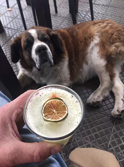 A cadela São Bernardo não aceita uma visita rápida no bar, obrigando o dono a beber mais. Bela desculpa!