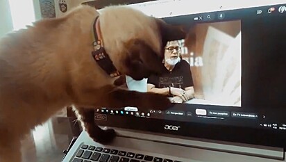 A gata Tina acariciando a tela do notebook como que acariciando o seu dono.