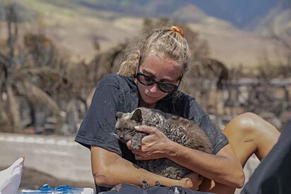 Comunidade de Maui se mobiliza para ajudar animais afetados pelos incêndios florestais.
