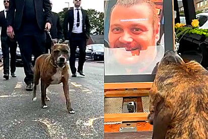 Cão lidera cortejo fúnebre do seu dono falecido e vídeo emociona internautas.