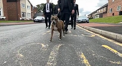 O cão liderou o cortejo fúnebre.