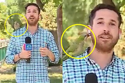 Papagaio rouba fone de ouvido de jornalista durante transmissão ao vivo.