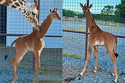 Girafa rara sem manchas nasce em zoológico dos Estados Unidos.