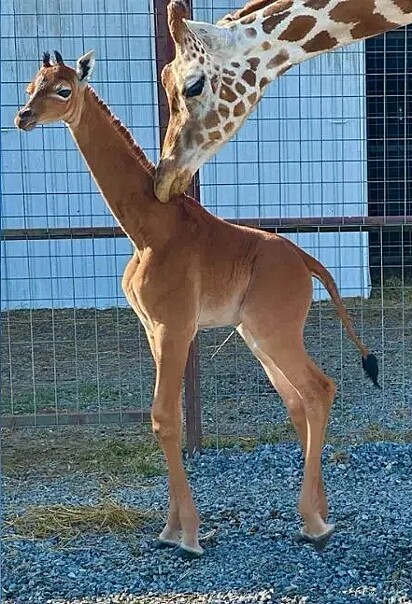 A filhote girafa sem manchas ao lado de uma girafa adulta.