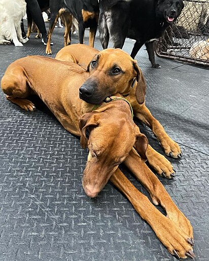 O cachorro apoiando a cabeça em colega de creche para cães.