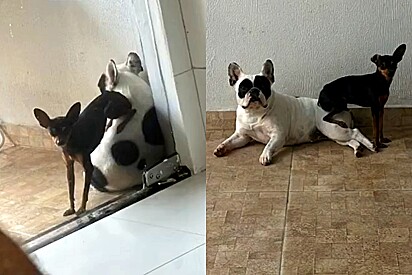 Pinscher tem o inusitado hábito de se sentar em cima de sua irmã canina. Por sua vez, a pet deixa.