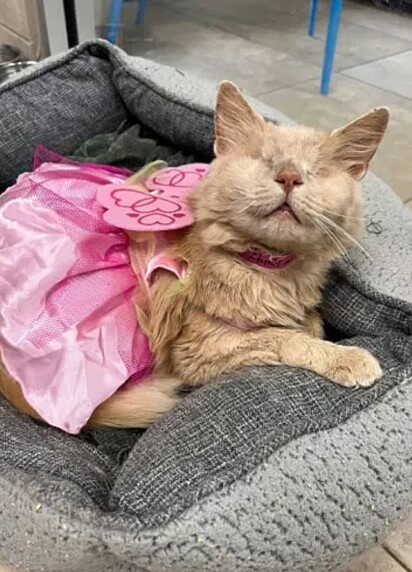 A gata sem olhosusando um vestido rosa.