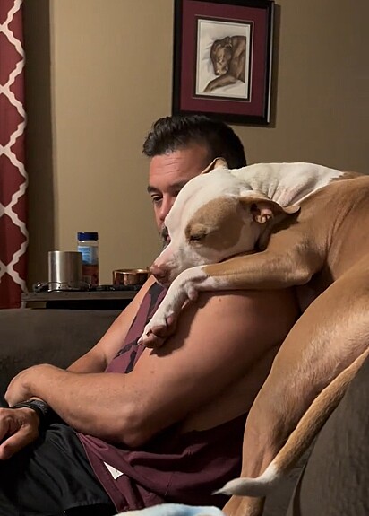 A pitbull adora dormir no ombro do tutor.