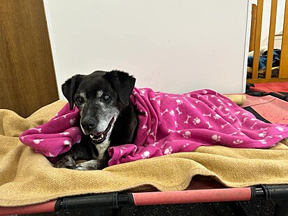 Holly foi acolhida pela ONG Almost Home Animal Rescue.