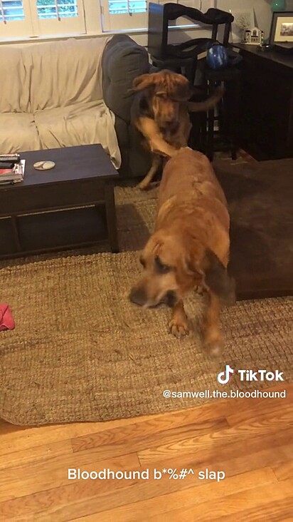 O cão bloodhound gosta de provocar o irmão.
