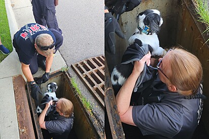 Cachorrinha cega cai em bueiro durante passeio e é resgata.