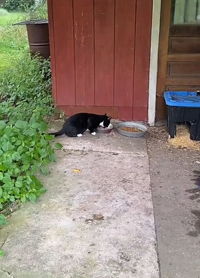 A mulher costuma alimentar o gato do vizinho. 