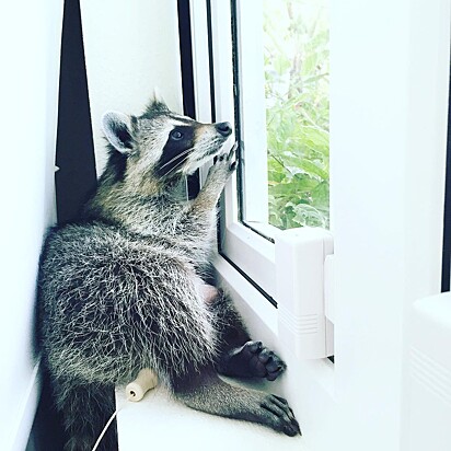 Ela também gosta de admirar a natureza pela janela.