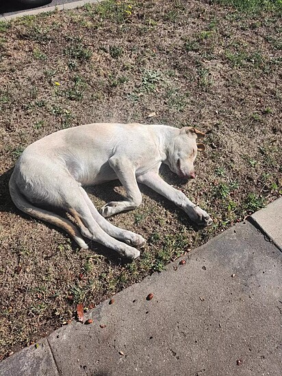 O cão foi abandonado por sua família bem na semana que o país estava sob o alerta de um furacão.
