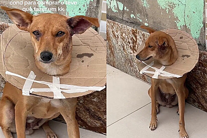 Cão Caramelo ganhou cone improvisado feito de papelão e cena viralizou
