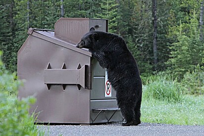 Urso preto procurando alimento em uma lixeira.