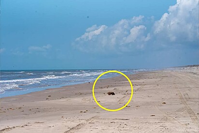 Homem acreditava ter avistado uma tartaruga na praia, mas ao se aproximar fica chocado com o animal que vê.