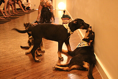 Cães participam das aulas de yoga.
