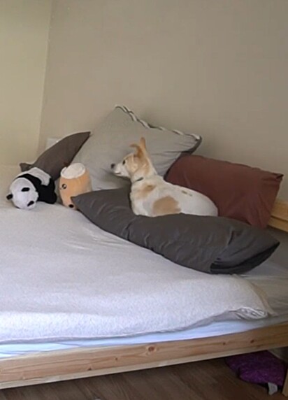 O cachorro Mochi aromatizando a cama do tutor enquanto ele está fora de casa.