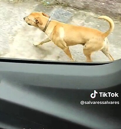 O dono defendeu o cão do ataque de um Rottweiler.