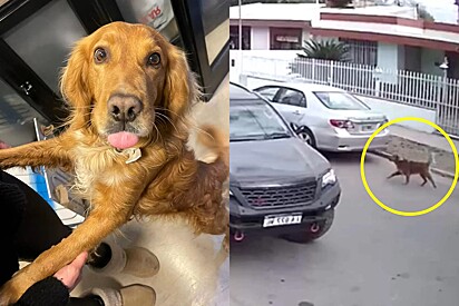 Cachorro aproveita distração do dono, entra em carro estacionado e bate o veículo no muro do vizinho.