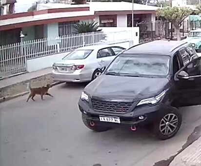 O cão aproveitou a distração do dono para entrar no carro estacionado.