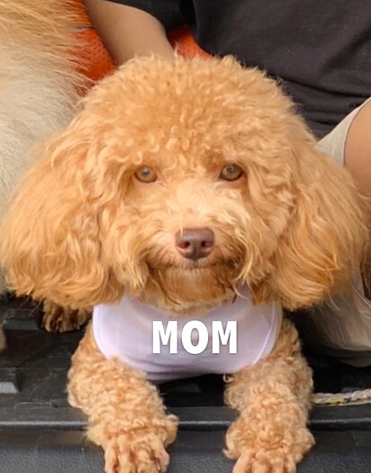 A mãe é da raça Poodle.