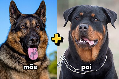 Como seria um cachorro mistura de pastor alemão com rottweiler? Imagem ilustrativa.