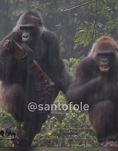 Paulinho fez uma dublagem muito engraçada de dois primatas querendo namorar na chuva.