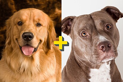 Pet shop apresenta nas suas redes sociais clentinho que banhou: um cão mistura da raça golden retriever com pitbull.