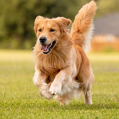 Foto ilustrativa de um cachorro da raça golden retriever.