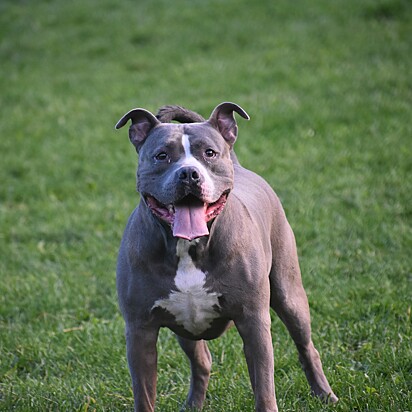 Foto ilustrativa de um cachorro da raça pitbull.