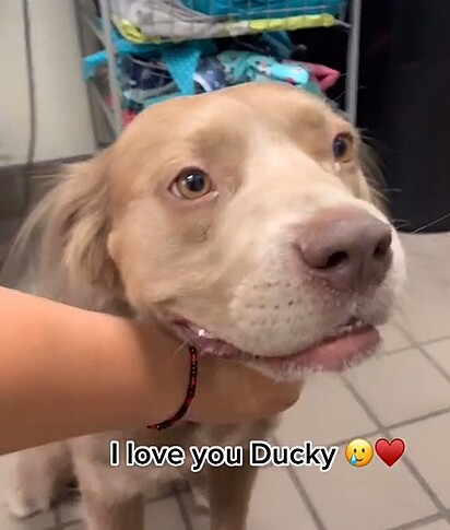 O cachorro Ducky é uma mistura de golden retriever com pitbull.