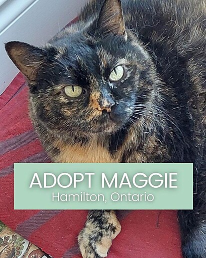 Maggie uma gatinha de 15 anos que perdeu a sua tutora e foi acolhida pela ONG. Ela foi adotada.