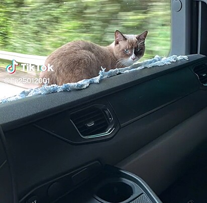 O gato dentro do caminhão.