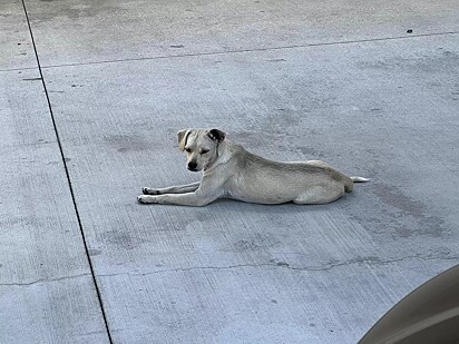 A cachorrinha ficou 10 dias em frente ao hospital, esperando pelo seu dono.
