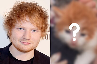 Gato recebe mais de 23 milhões de visualizações em vídeo por incrível semelhança com Ed Sheeran.