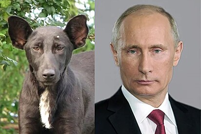 Cachorro parecido com o Putin.