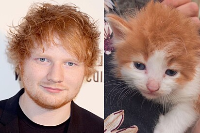Gato laranja é incrivelmente parecido com cantor Ed Sheeran.